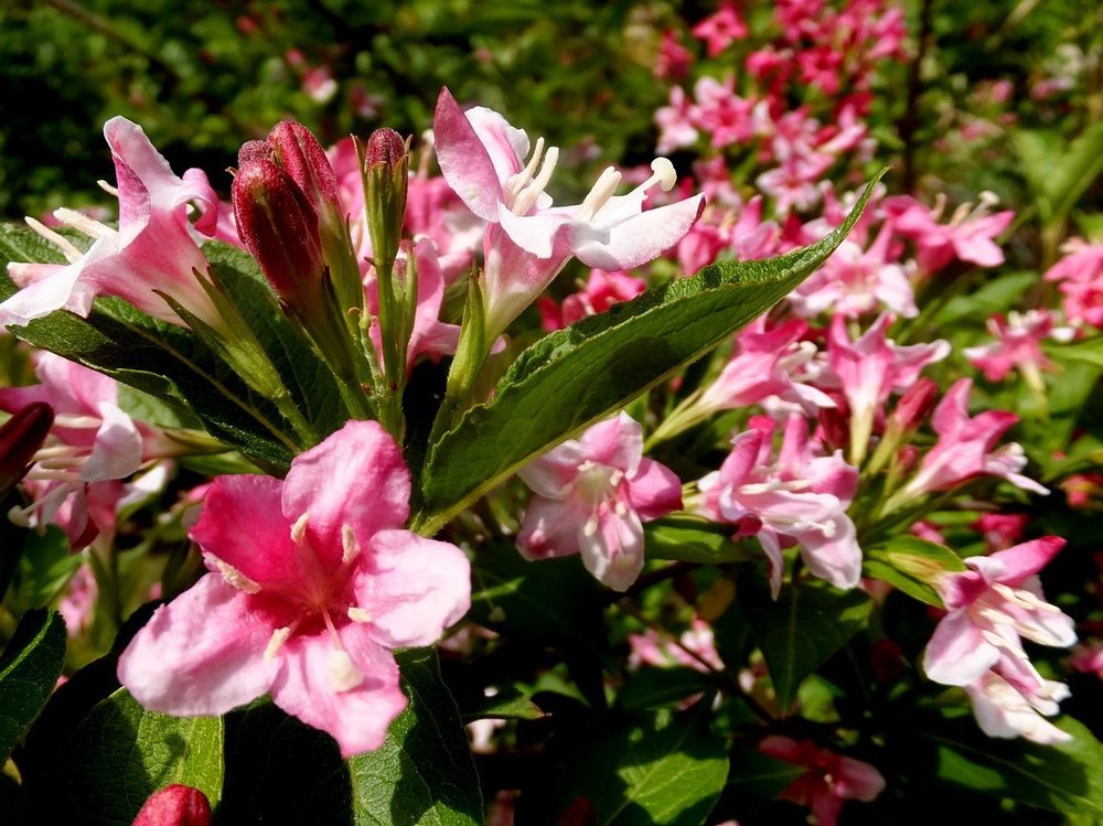 Вейгела цветущая Розеа (Weigela florida 'Rosea')