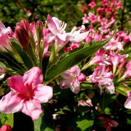 Вейгела цветущая Розеа (Weigela florida 'Rosea')