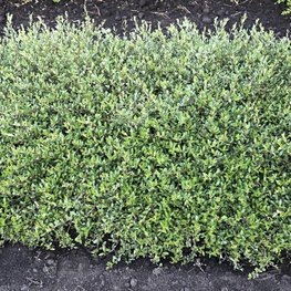 Ива гибридная Золушка (Salix hybrida 'Zolushka')