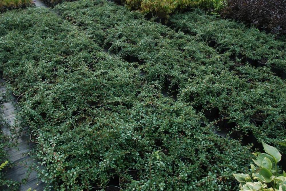 Кизильник Даммера Эйчхольц (Cotoneaster dammeri 'Eichholz')