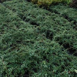 Кизильник Даммера Эйчхольц (Cotoneaster dammeri 'Eichholz')
