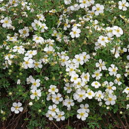 Лапчатка кустарниковая Абботсвуд (Dasiphora fruticosa 'Abbotswood')