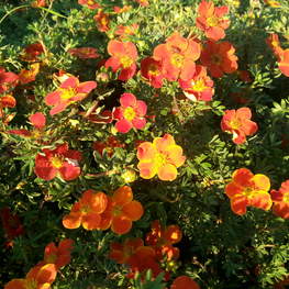 Лапчатка кустарниковая Ред Джокер (Dasiphora fruticosa 'Red Joker')