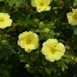 Лапчатка кустарниковая Лемон Меринг (Dasiphora fruticosa 'Lemon Merinque')