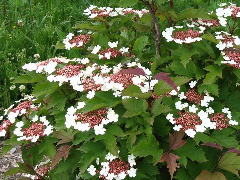 Калина Саржента Онондага (Viburnum sargentii 'Onondaga')