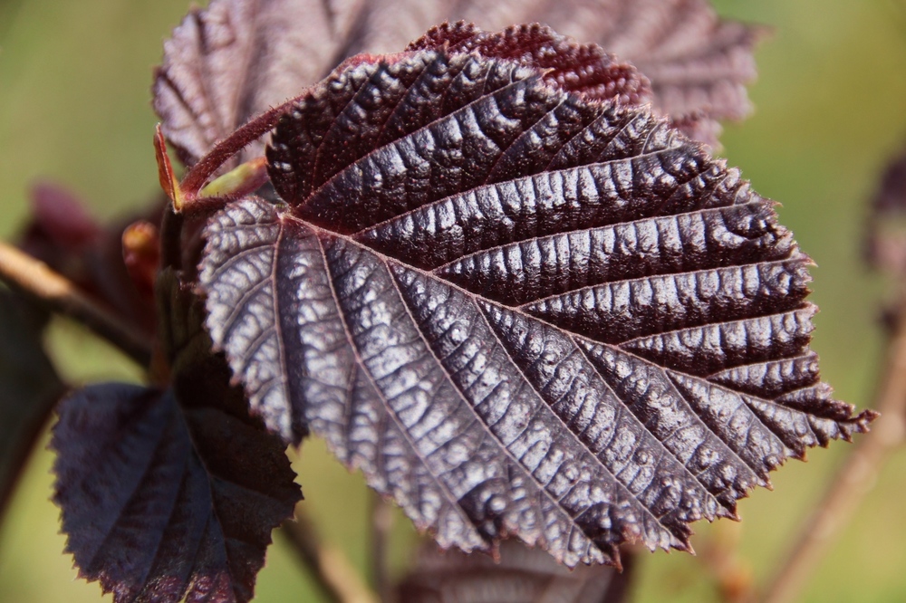Лещина обыкновенная Энис Ред Дарф (Corylus avellana 'Ennis Red Dwarf')