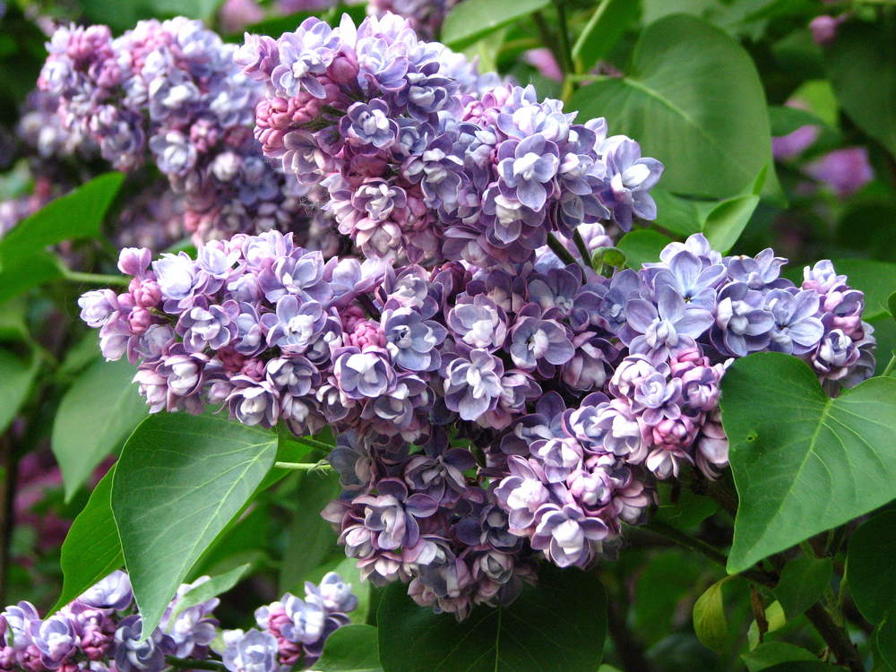 Сирень обыкновенная Ами Шотт (Syringa vulgaris 'Ami Schott')