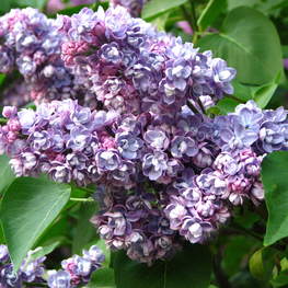 Сирень обыкновенная Ами Шотт (Syringa vulgaris 'Ami Schott')