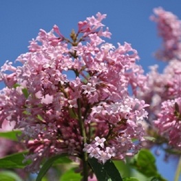 Сирень Престон Элинор (Syringa x prestoniae 'Elinor')