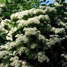 Спирея опушённоплодная (Spiraea lasiocarpa)