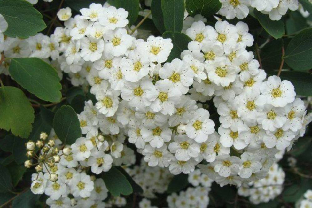 Спирея японская Фрица (Spiraea japonica 'Fritsch')