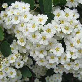 Спирея японская Фрица (Spiraea japonica 'Fritsch')
