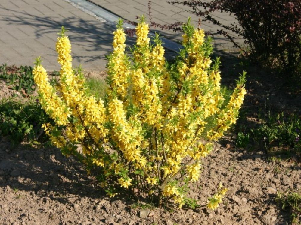 Форзиция промежуточная Голдраш (Forsythia x intermedia 'Goldrausch')
