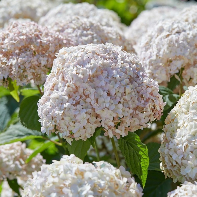 Гортензия древовидная Кэндибелль Маршмэллоу (Hydrangea arborescens 'Candybelle Marshmallow')