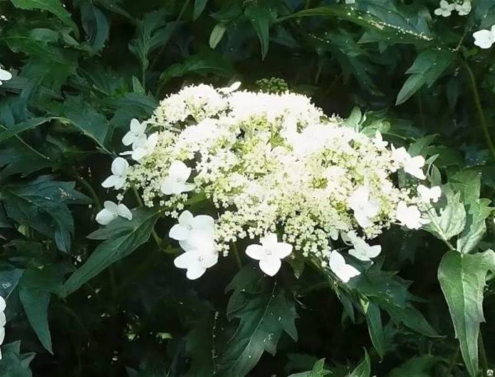 Гортензия древовидная Эмеральд Лейс (Hydrangea arborescens 'Emerald Lace')