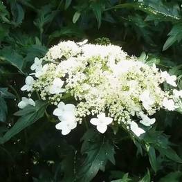 Гортензия древовидная Эмеральд Лейс (Hydrangea arborescens 'Emerald Lace')
