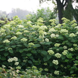 Гортензия древовидная Лайм Рики (Hydrangea arborescens 'Lime Rickey')