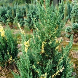 Можжевельник китайский Стрикта Вариегата (Juniperus chinensis 'Stricta Variegata')