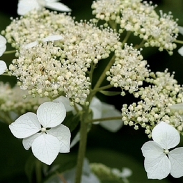 Гортензия древовидная Радиата (Hydrangea arborescens 'Radiata')