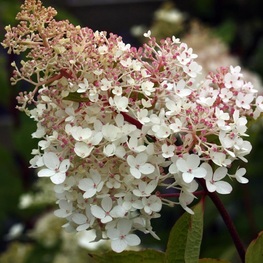 Гортензия метельчатая Биг Бен (Hydrangea paniculata 'Big Ben')