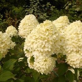 Гортензия метельчатая Коттон Крим (Hydrangea paniculata 'Cotton Cream')