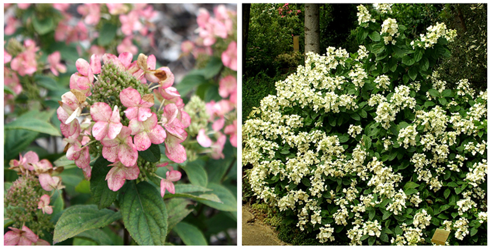 Гортензия метельчатая Дартс Литтл Дот (Hydrangea paniculata 'Darts Little Dot')