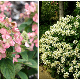 Гортензия метельчатая Дартс Литтл Дот (Hydrangea paniculata 'Darts Little Dot')