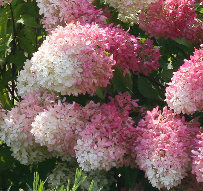 Гортензия метельчатая Долли (Hydrangea paniculata 'Dolly')
