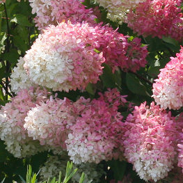 Гортензия метельчатая Долли (Hydrangea paniculata 'Dolly')
