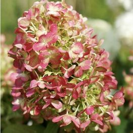 Гортензия метельчатая Граффити (Hydrangea paniculata 'Graffiti')