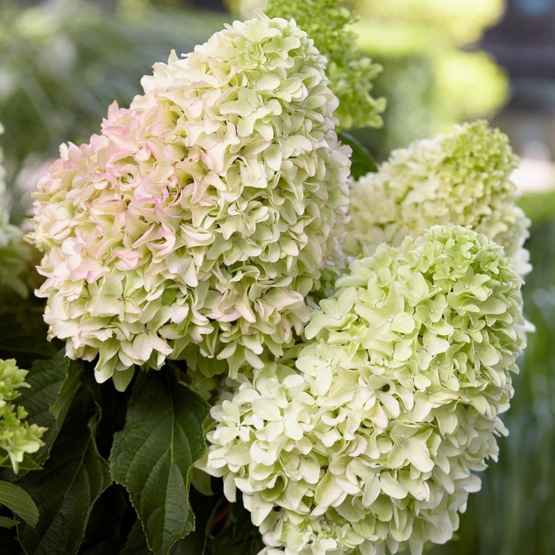 Гортензия метельчатая Литтл Фрайз (Hydrangea paniculata 'Little Fraise')
