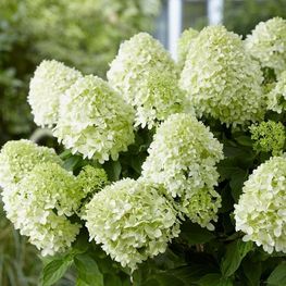 Гортензия метельчатая Литтл Спуки (Hydrangea paniculata 'Little Spooky')