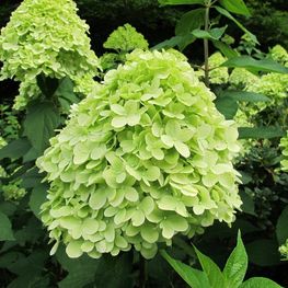 Гортензия метельчатая Мохито (Hydrangea paniculata 'Mojito')