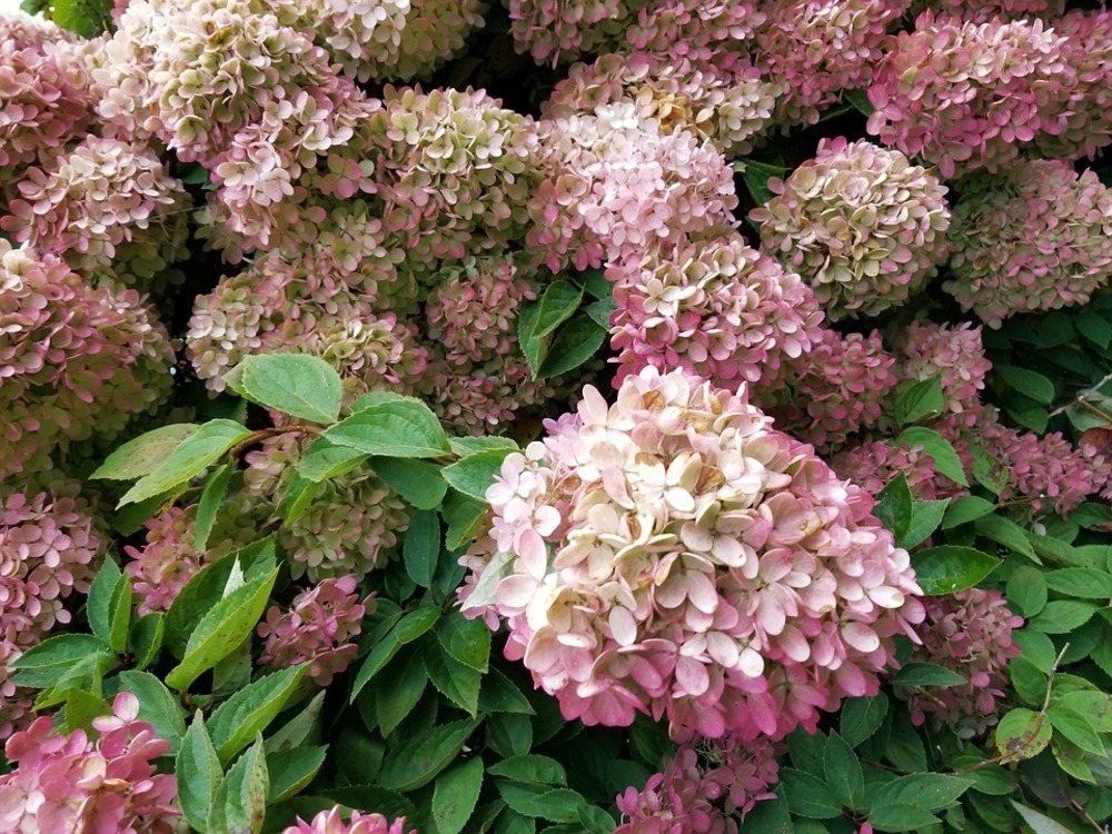Гортензия метельчатая Перль де Фестиваль (Hydrangea paniculata 'Perle de Festival')