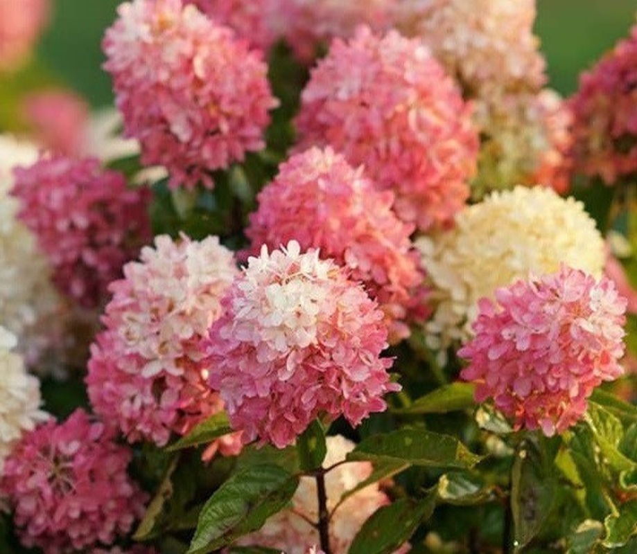 Гортензия метельчатая Тач Пинк (Hydrangea paniculata 'Touch Pink')