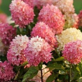 Гортензия метельчатая Тач Пинк (Hydrangea paniculata 'Touch Pink')