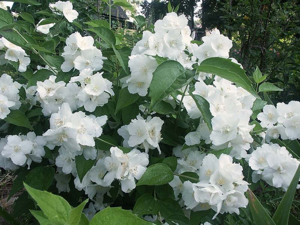 Чубушник гибридный Юннат (Philadelphus x hybridus 'Junnat')