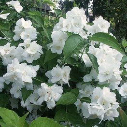 Чубушник гибридный Юннат (Philadelphus x hybridus 'Junnat')