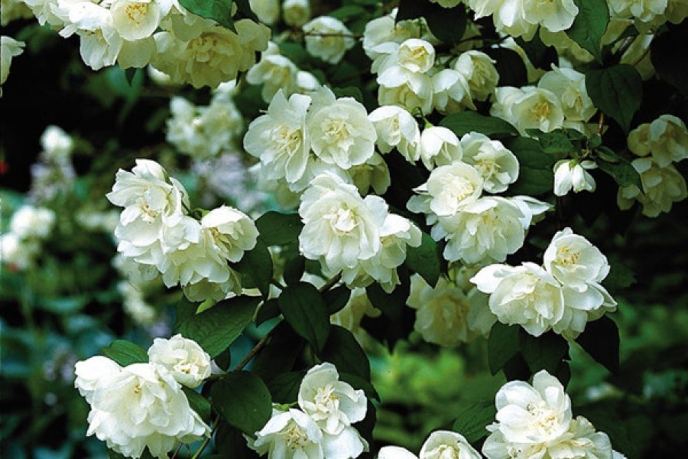 Чубушник Миннесота Сноуфлейк (Philadelphus 'Minnesota Snowflake')