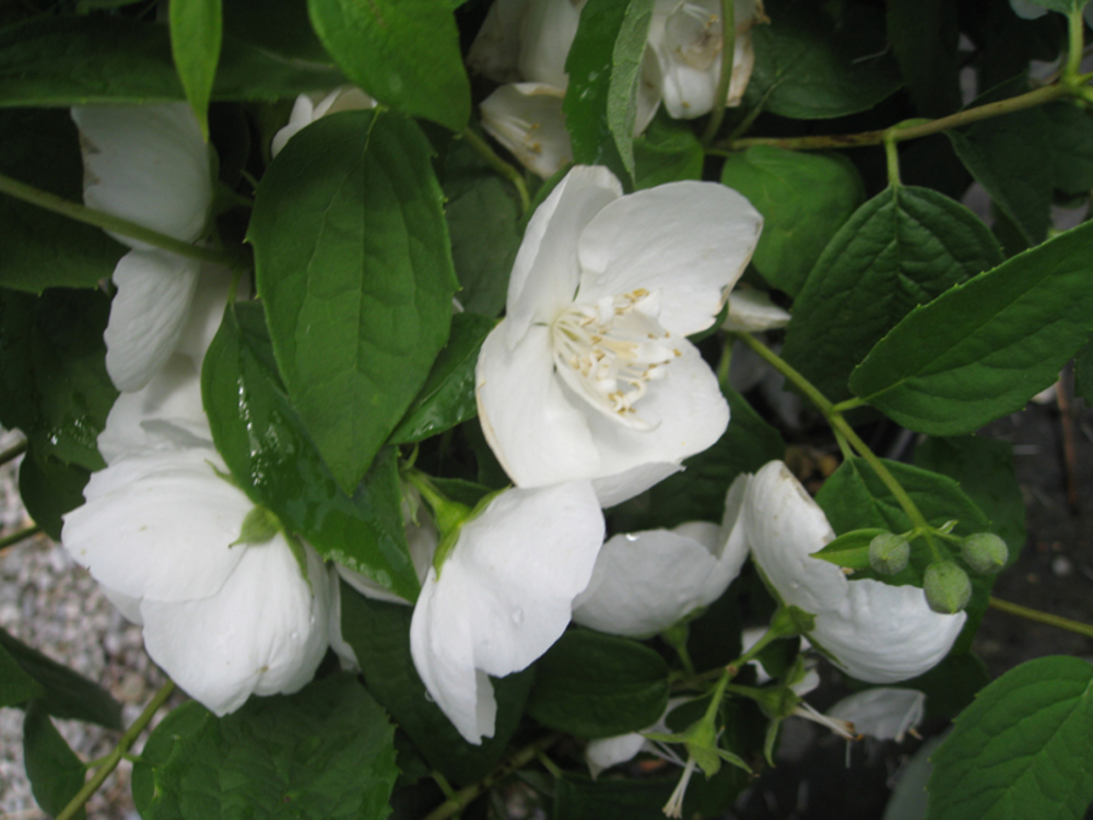 Чубушник венечный Сноу Глоб (Philadelphus coronarius 'Snow Globe')