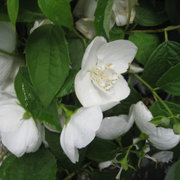 Чубушник венечный Сноу Глоб (Philadelphus coronarius 'Snow Globe')