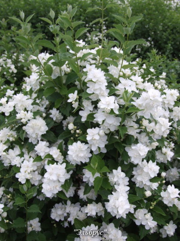 Чубушник Эльбрус (Philadelphus 'Elbrus')