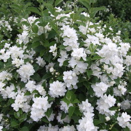 Чубушник Эльбрус (Philadelphus 'Elbrus')