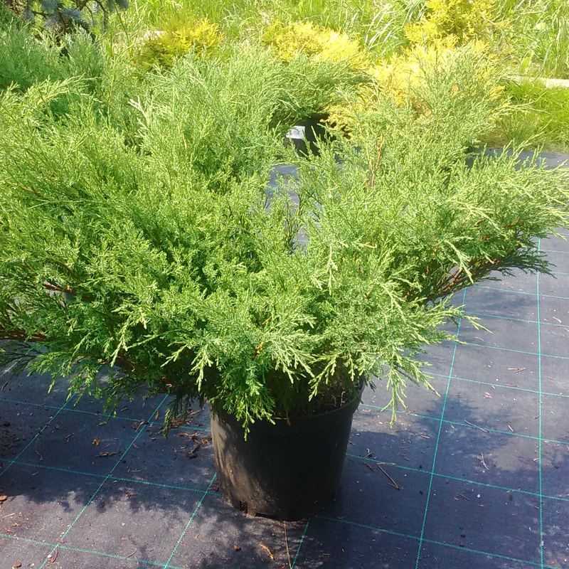 Можжевельник казацкий Аркадия (Juniperus sabina 'Arcadia')