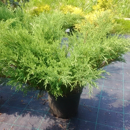 Можжевельник казацкий Аркадия (Juniperus sabina 'Arcadia')