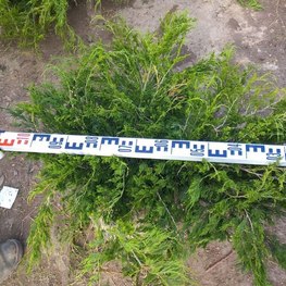 Можжевельник казацкий Аркадия (Juniperus sabina 'Arcadia')