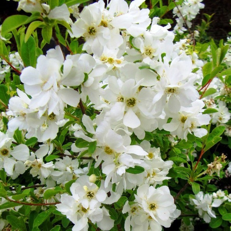 Экзохорда крупноцветная Зе Брайд (Exochorda racemosa 'The Bride')