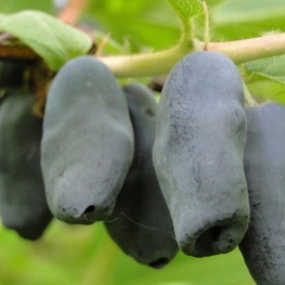 Жимолость съедобная Васюганская (Lonicera edulis 'Vasyuganskaya')