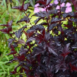 Пузыреплодник калинолистный Олл Блэк (Physocarpus opulifolius 'All Black')