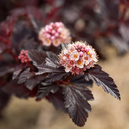 Пузыреплодник калинолистный Файерсайд (Physocarpus opulifolius 'Fireside')